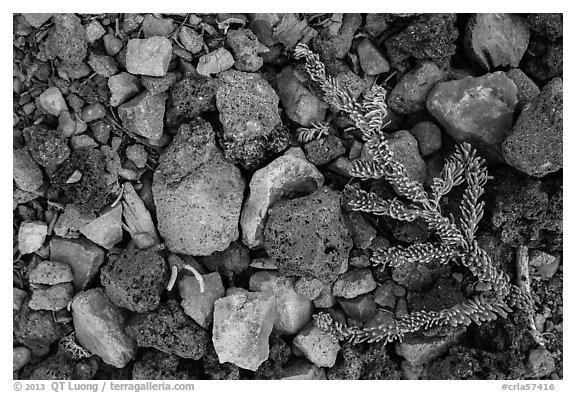 Ground close-up with pumice rocks and fallen branch with needles, Wizard Island. Crater Lake National Park (black and white)