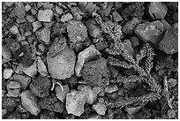 Ground close-up with pumice rocks and fallen branch with needles, Wizard Island. Crater Lake National Park ( black and white)