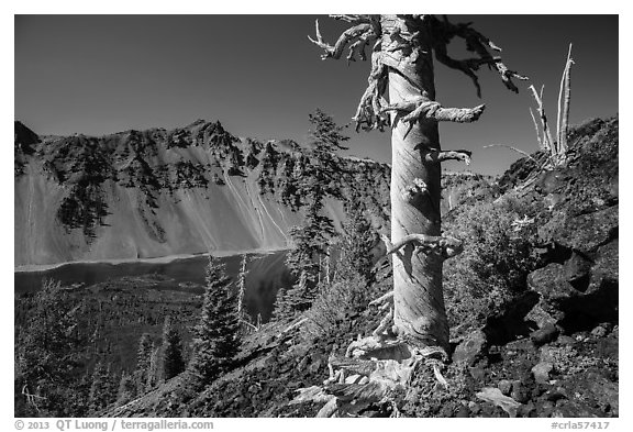 Massive trunk of whitebark pine near Wizard Island summit. Crater Lake National Park (black and white)