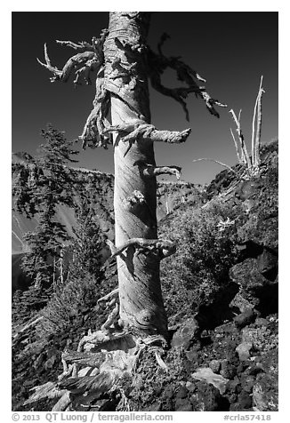 Whitebark pines on Wizard Island cinder cone. Crater Lake National Park (black and white)