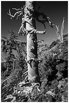 Whitebark pines on Wizard Island cinder cone. Crater Lake National Park ( black and white)