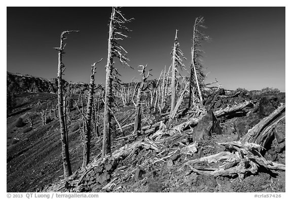Grove of Whitebark pines on top of Wizard Island cinder cone. Crater Lake National Park (black and white)