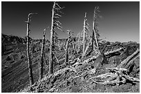 Grove of Whitebark pines on top of Wizard Island cinder cone. Crater Lake National Park ( black and white)