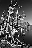 Fantastically shaped Whitebark pines, with Llao Rock in background. Crater Lake National Park ( black and white)