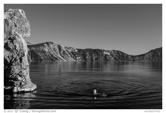 Man swimming in lake, Cleetwood Cove. Crater Lake National Park (black and white)
