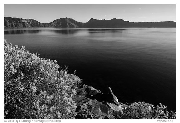 Rabbitbrush in late summer, Cleetwood Cove. Crater Lake National Park (black and white)