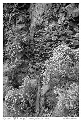 Sage flowers and cliff, Cleetwood Cove. Crater Lake National Park (black and white)