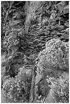 Sage flowers and cliff, Cleetwood Cove. Crater Lake National Park ( black and white)