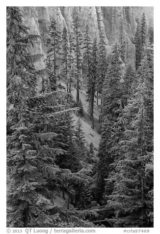 Hemlock in Munson Creek canyon. Crater Lake National Park (black and white)