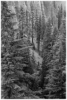 Hemlock in Munson Creek canyon. Crater Lake National Park ( black and white)