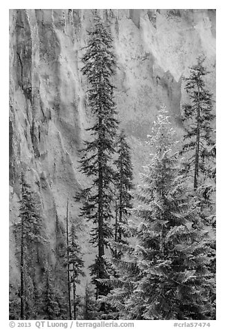 Trees and fossilized ash wall, Munson Creek. Crater Lake National Park (black and white)