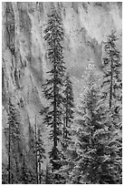 Trees and fossilized ash wall, Munson Creek. Crater Lake National Park ( black and white)