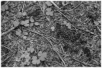 Ground view with fallen cones, needles, and leaves. Crater Lake National Park ( black and white)