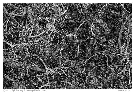 Ground view with fallen cones, needles, and branches. Crater Lake National Park (black and white)