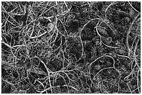 Ground view with fallen cones, needles, and branches. Crater Lake National Park ( black and white)