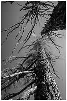 Looking up trees skeletons. Crater Lake National Park ( black and white)