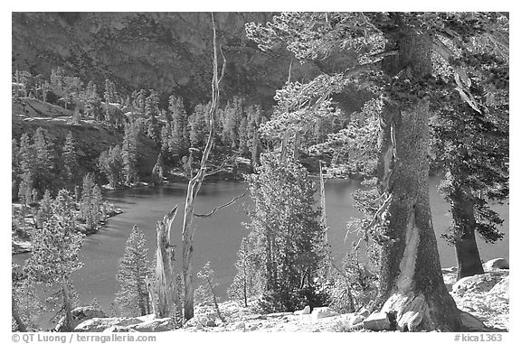 Pines and Rae Lake. Kings Canyon National Park, California, USA.