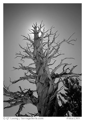Dead lodgepole pine tree. Kings Canyon National Park (black and white)