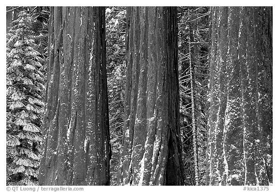 Three Sequoias trunks in Grant Grove, winter. Kings Canyon National Park (black and white)