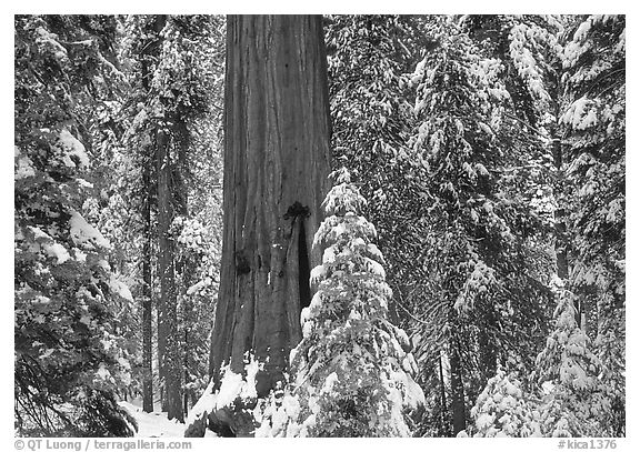 Sequoias in Grant Grove, winter. Kings Canyon National Park, California, USA.