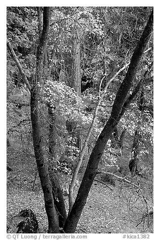 Cedar Grove in autumn. Kings Canyon National Park (black and white)