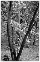 Cedar Grove in autumn. Kings Canyon National Park ( black and white)