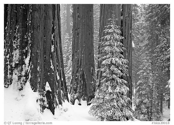 Sequoias in winter snow storm, Grant Grove. Kings Canyon National Park (black and white)