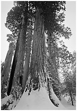 Giant Sequoia trees (Sequoia giganteum) in winter, Grant Grove. Kings Canyon National Park, California, USA. (black and white)