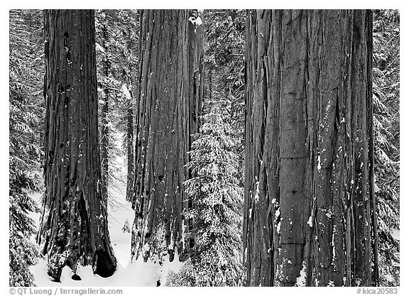 Sequoias and pine trees covered with fresh snow, Grant Grove. Kings Canyon  National Park (black and white)