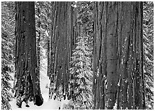 Sequoias (Sequoiadendron giganteum) and pine trees covered with fresh snow, Grant Grove. Kings Canyon National Park, California, USA. (black and white)