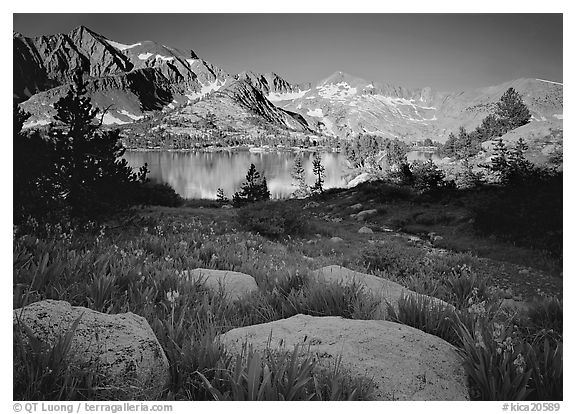 Woods lake and wildflowers, morning. Kings Canyon National Park, California, USA.