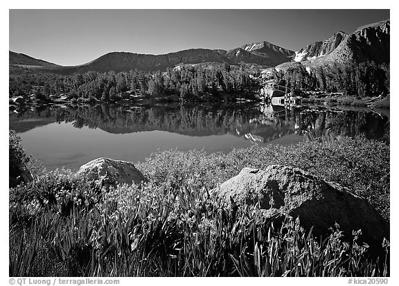 Wildflowers and Woods Lake, morning. Kings Canyon National Park (black and white)