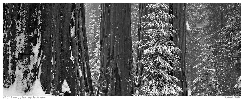 Sequoia forest in snow. Kings Canyon  National Park (black and white)