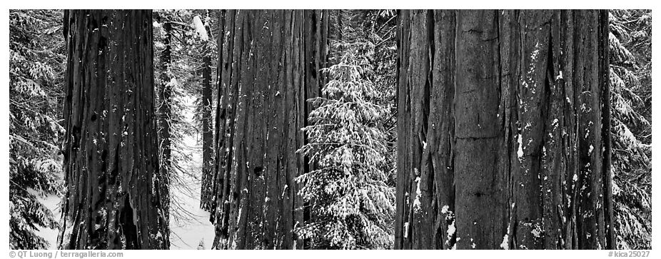 Sequoias grove in winter. Kings Canyon National Park (black and white)