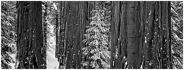 Sequoias grove in winter. Kings Canyon  National Park (Panoramic black and white)