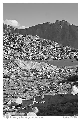 Deer in alpine terrain, Dusy Basin, afternoon. Kings Canyon National Park (black and white)