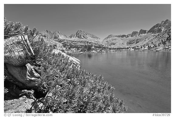 Wood stump and lake, Lower Dusy Basin. Kings Canyon National Park, California, USA.