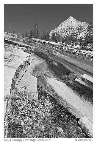 Wildflowers and water over granite slabs, Le Conte Canyon. Kings Canyon National Park, California, USA.