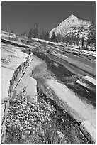 Wildflowers and water over granite slabs, Le Conte Canyon. Kings Canyon National Park, California, USA. (black and white)