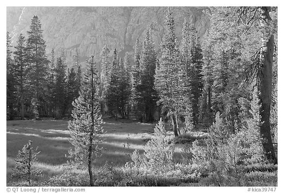 Big Pete Meadow, late afternoon, Le Conte Canyon. Kings Canyon National Park, California, USA.