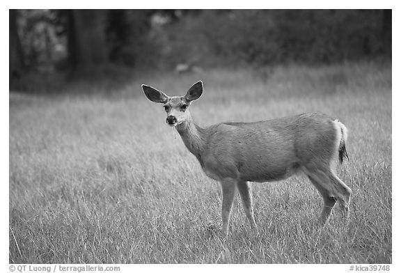 Deer in Big Pete Meadow, Le Conte Canyon. Kings Canyon National Park, California, USA.