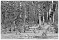 Pine trees in Big Pete Meadow, Le Conte Canyon. Kings Canyon National Park, California, USA. (black and white)