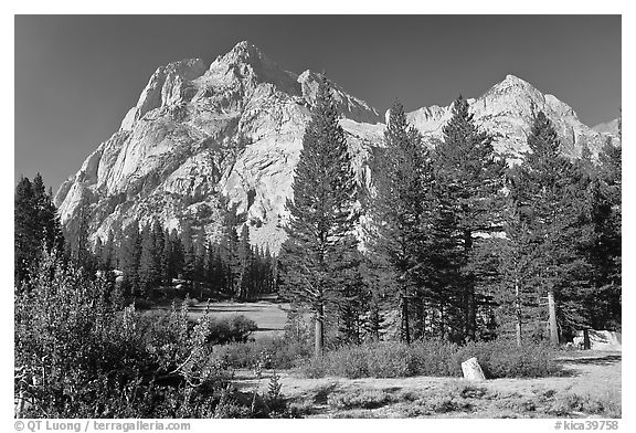 Langille Peak and pine trees, Big Pete Meadow, Le Conte Canyon. Kings Canyon National Park (black and white)