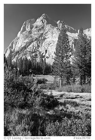 Trees and Langille Peak, Big Pete Meadow, Le Conte Canyon. Kings Canyon National Park (black and white)