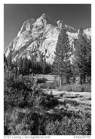 Trees and Langille Peak, Big Pete Meadow, Le Conte Canyon. Kings Canyon National Park, California, USA.