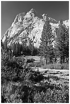 Trees and Langille Peak, Big Pete Meadow, Le Conte Canyon. Kings Canyon National Park ( black and white)