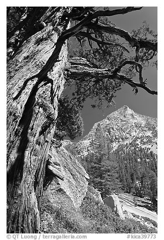 Pine tree and peak, Le Conte Canyon. Kings Canyon National Park, California, USA.