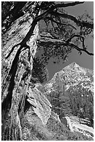 Pine tree and peak, Le Conte Canyon. Kings Canyon National Park ( black and white)