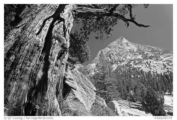 Pine tree and peak, Le Conte Canyon. Kings Canyon National Park, California, USA.