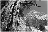 Pine tree and peak, Le Conte Canyon. Kings Canyon National Park, California, USA. (black and white)